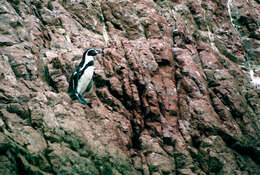 Image of Humboldt Penguin