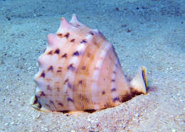 Image of Horned Helmet