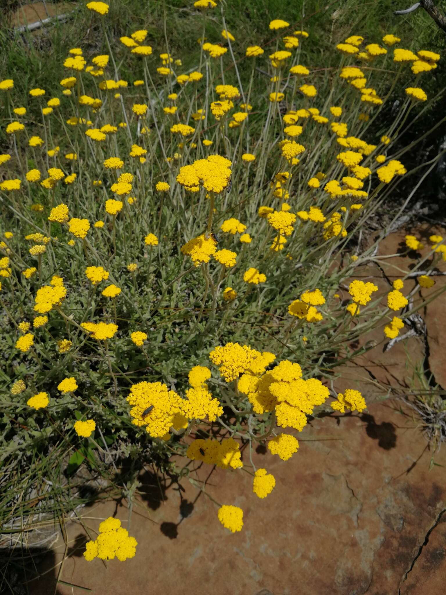 Imagem de Delosperma katbergense L. Bol.