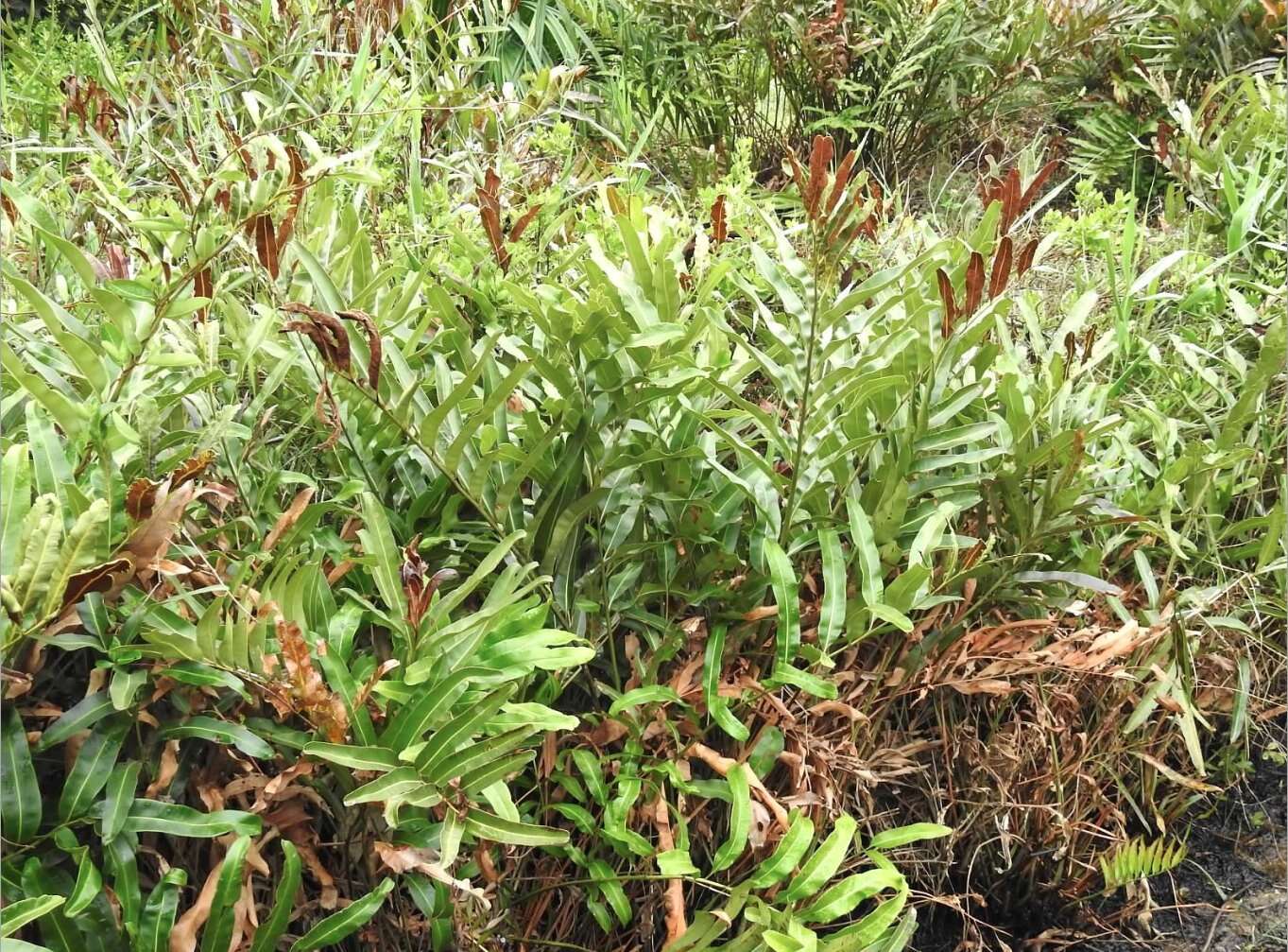 Image of Golden Leather Fern