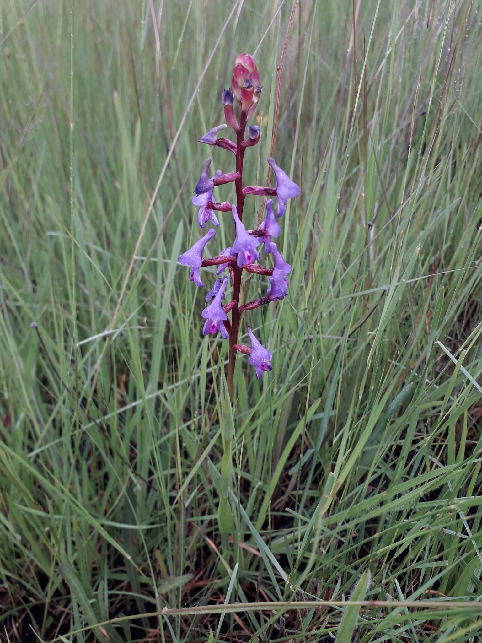 Image of Disa equestris Rchb. fil.