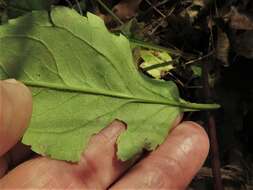 Image of Solidago speciosa subsp. speciosa