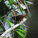 Image of Grey-headed Babbler