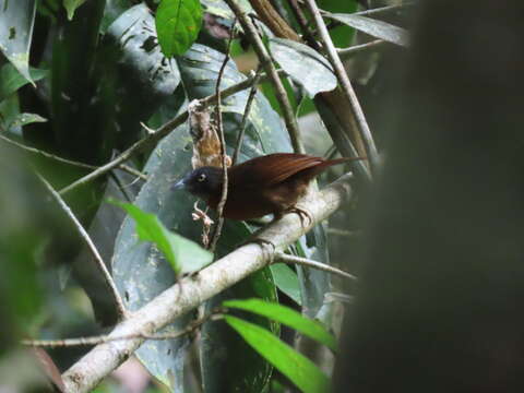 Image of Grey-headed Babbler