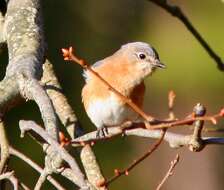 Image of Eastern Bluebird