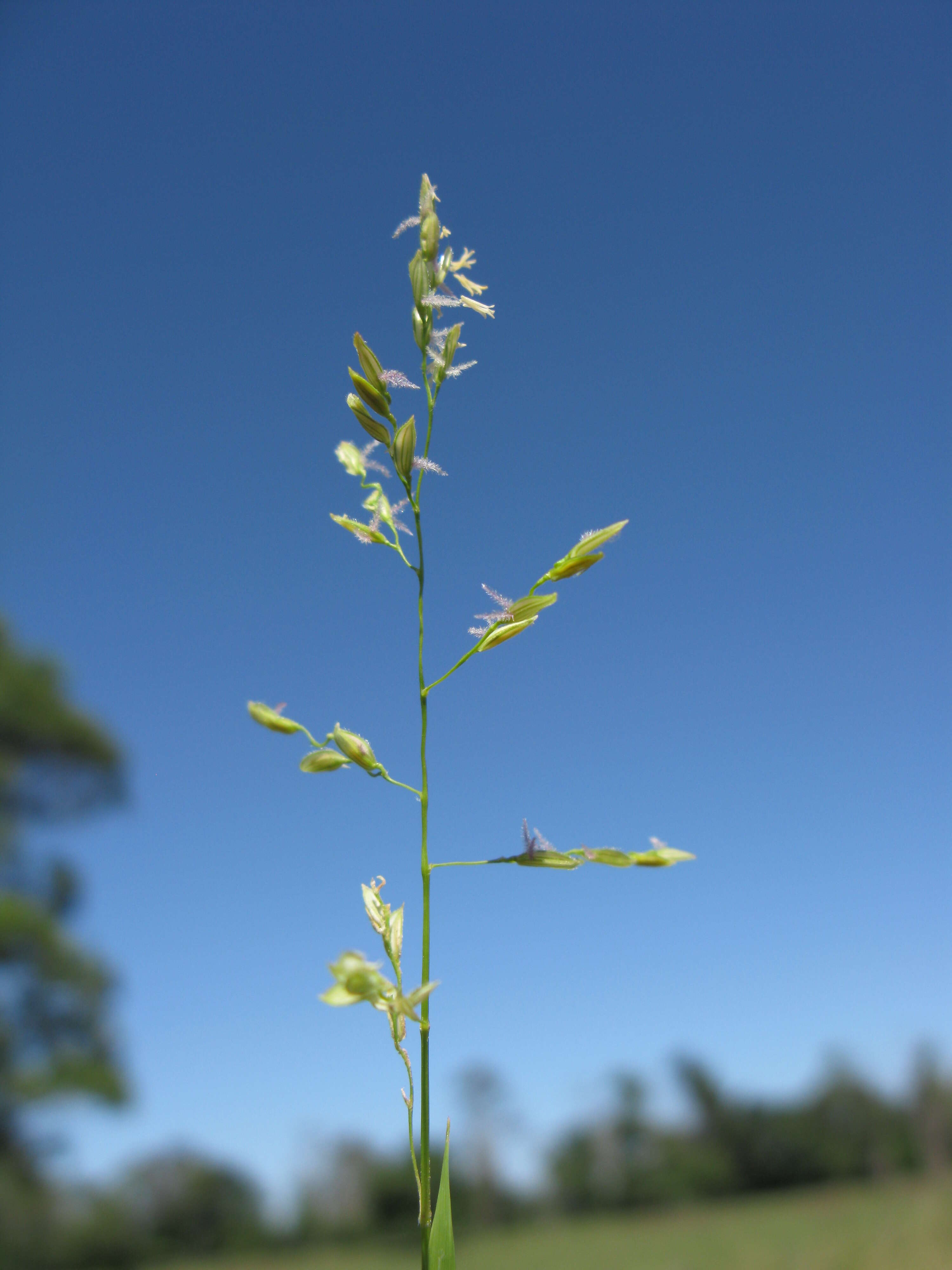 Image of southern cutgrass