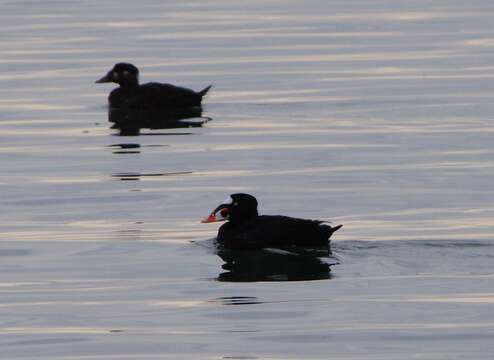 Image of scoter