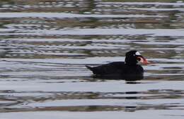 Image of scoter