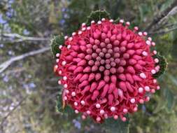 Image of Telopea aspera M. D. Crisp & P. H. Weston