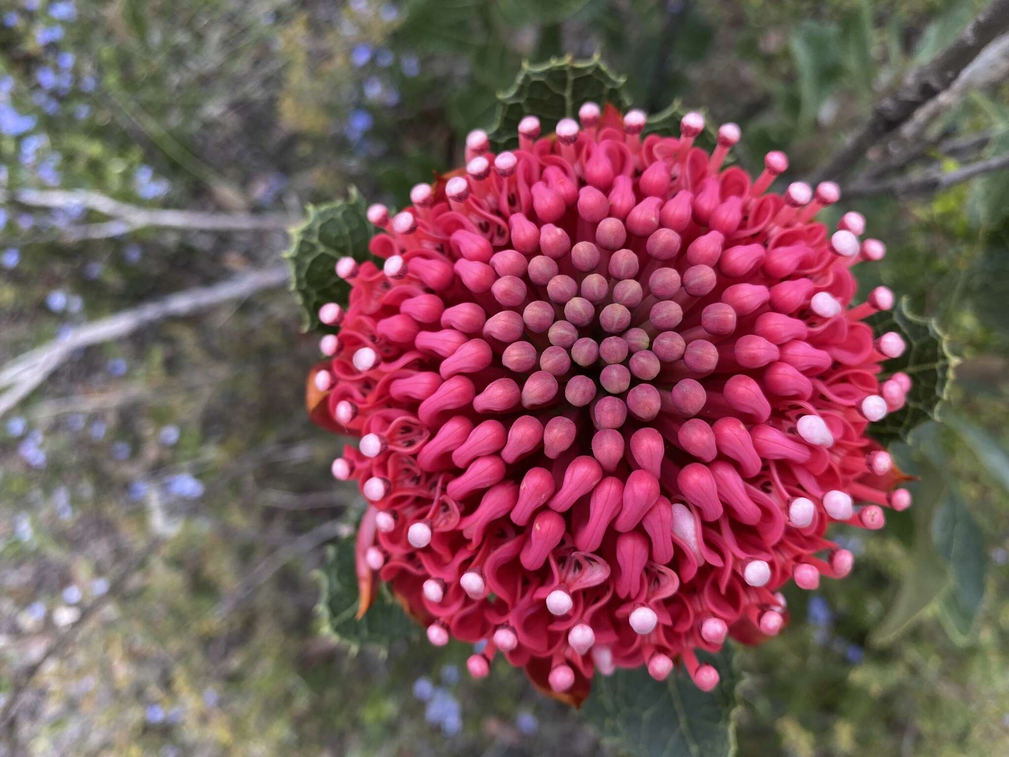 Image of Telopea aspera M. D. Crisp & P. H. Weston