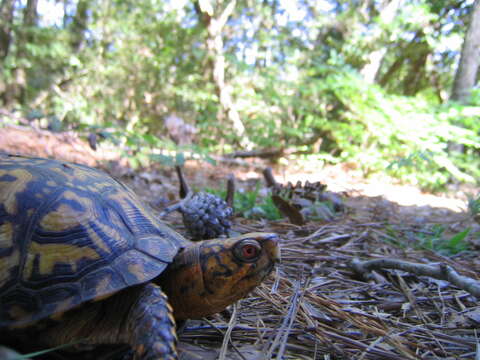 Image of American Box Turtle