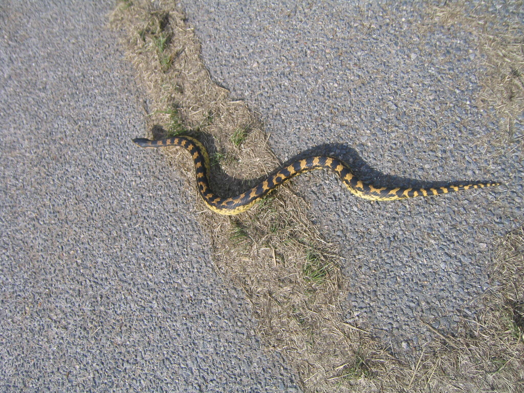 Image of North American Hog-nosed Snakes