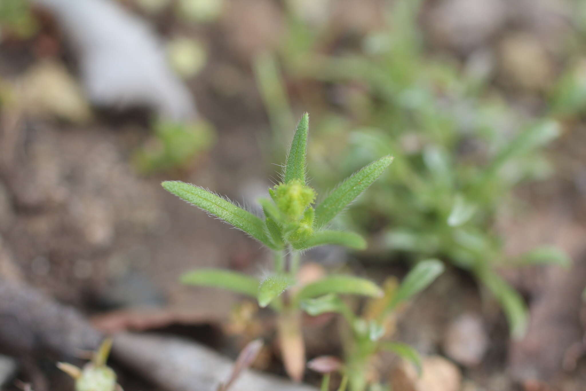 Слика од Madia exigua (Sm.) Greene