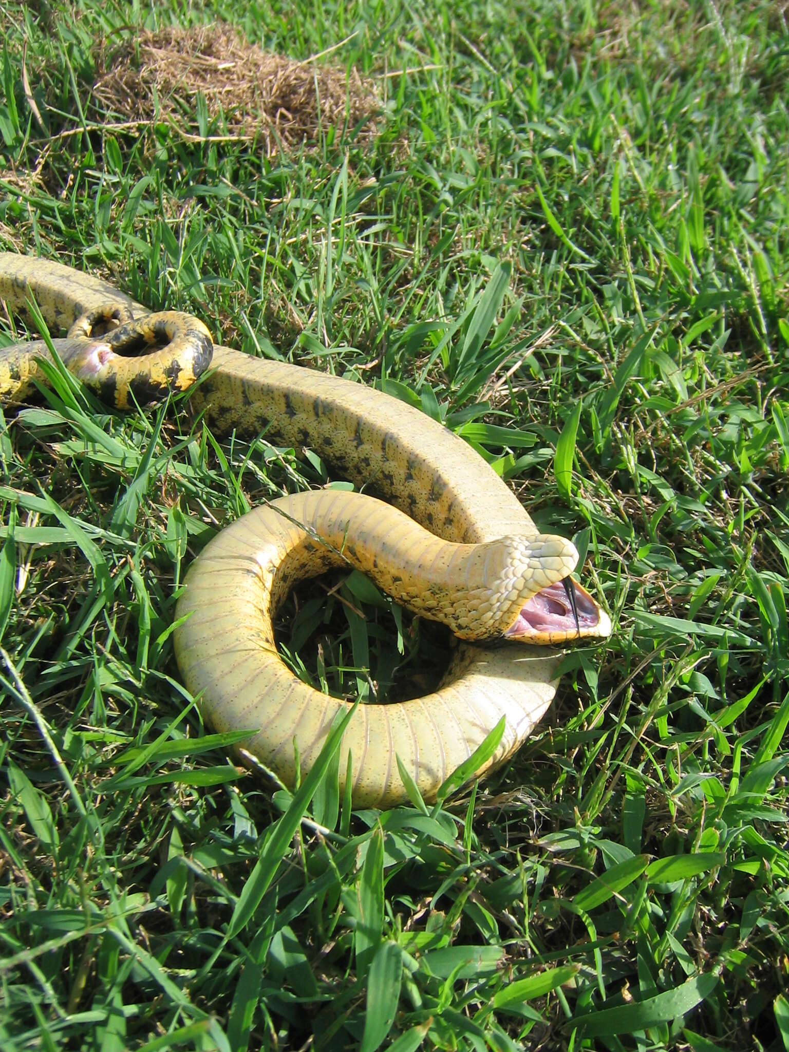 Image of North American Hog-nosed Snakes