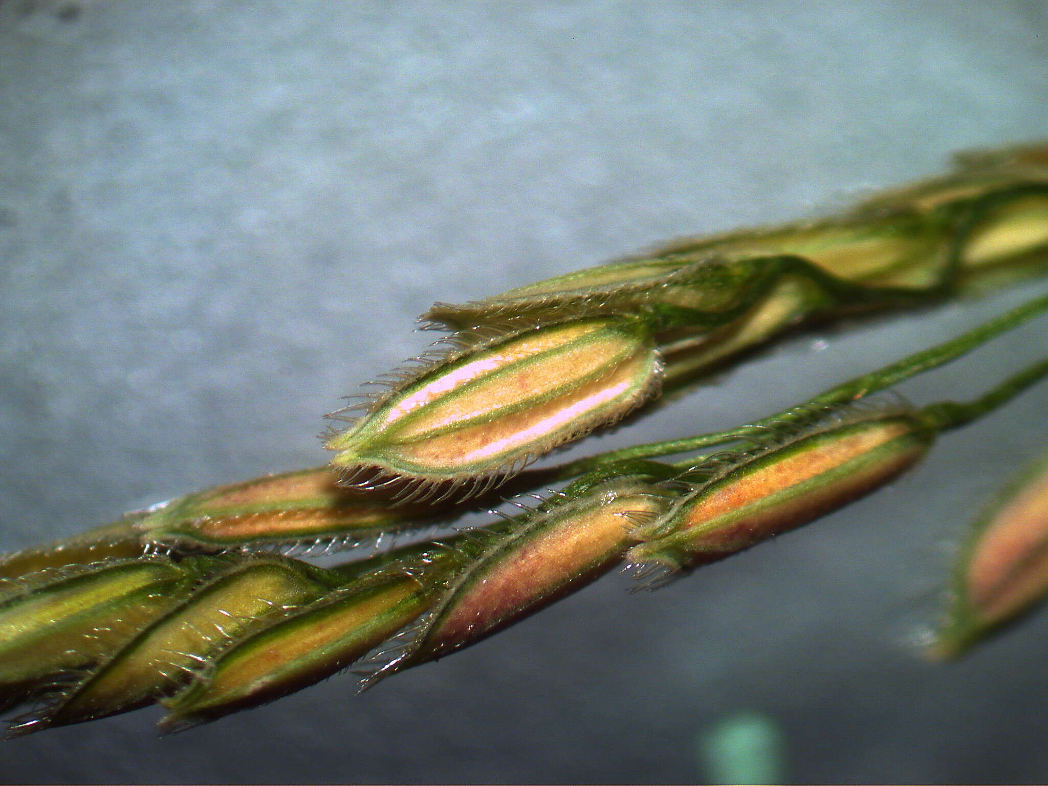 Image of southern cutgrass