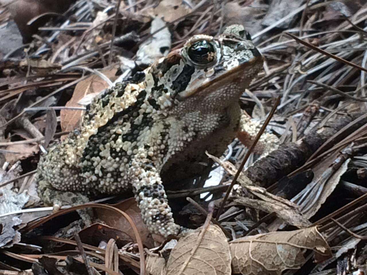 Image of Incilius ibarrai (Stuart 1954)