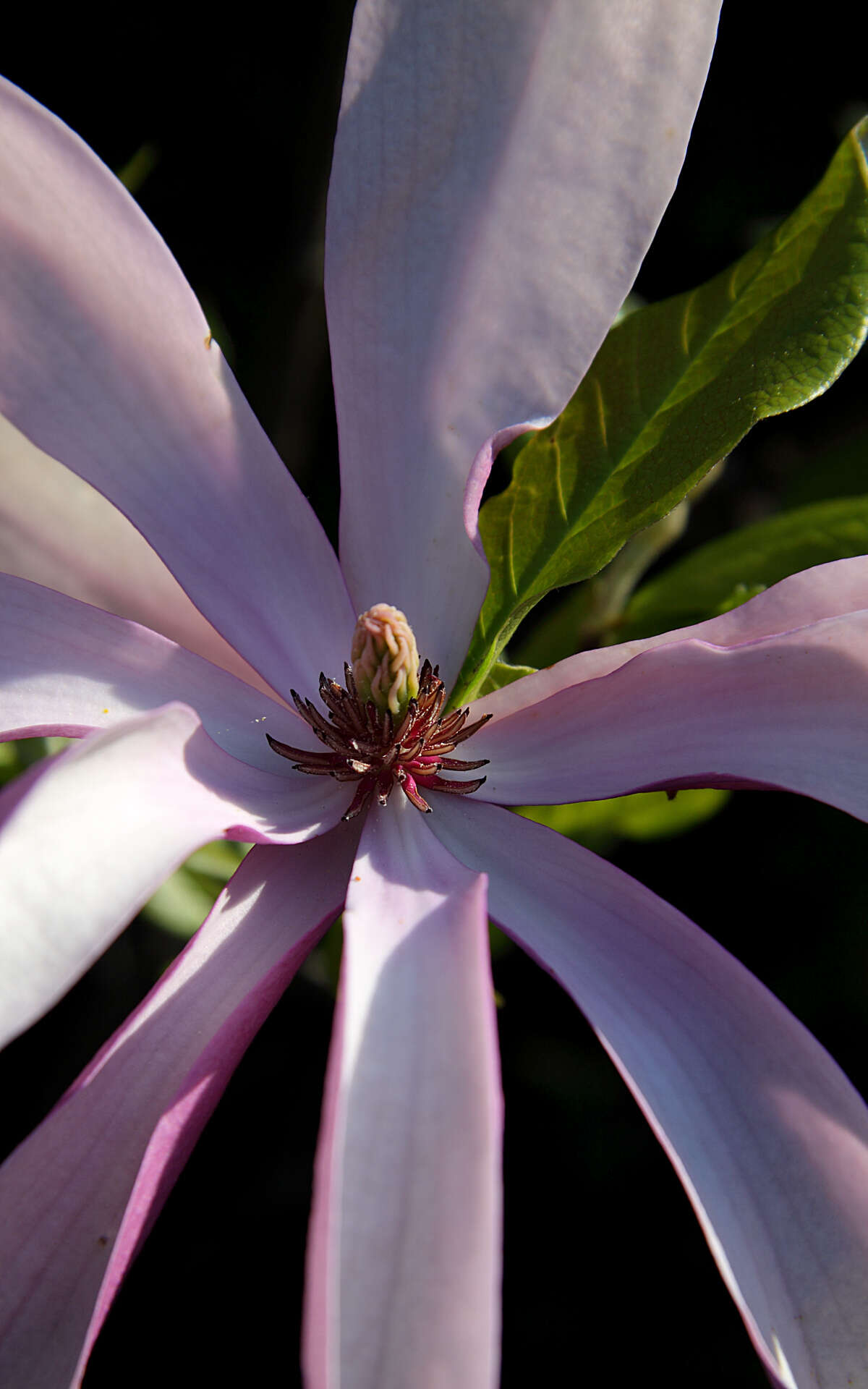 Image of Magnolia liliiflora Desr.