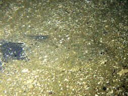 Image of Speckled sole