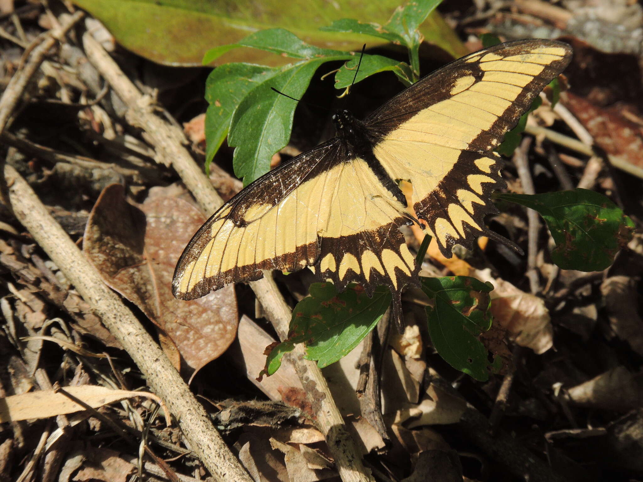 Слика од Papilio astyalus Godart 1819