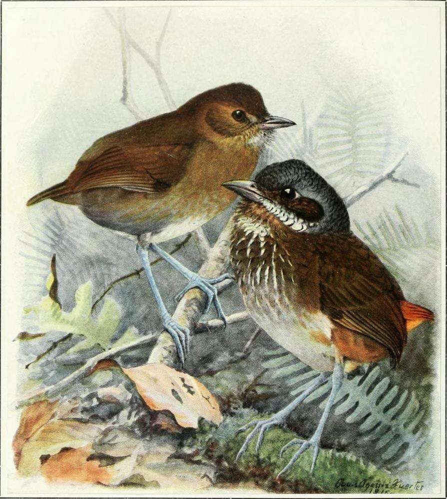 Image of Moustached Antpitta