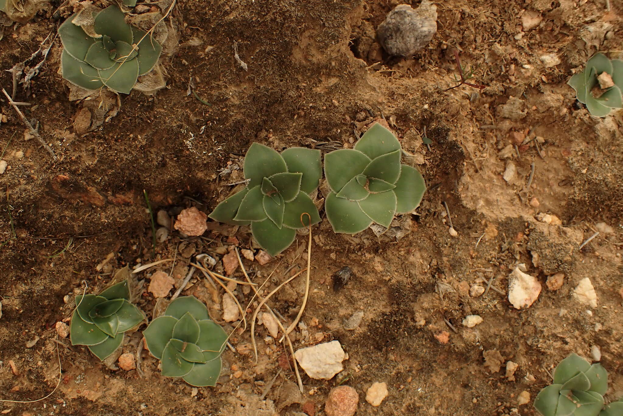 Image of Drimia ciliata (L. fil.) J. C. Manning & Goldblatt