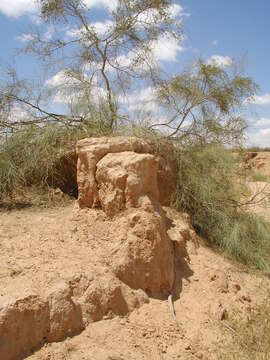 Image of Athel tamarisk