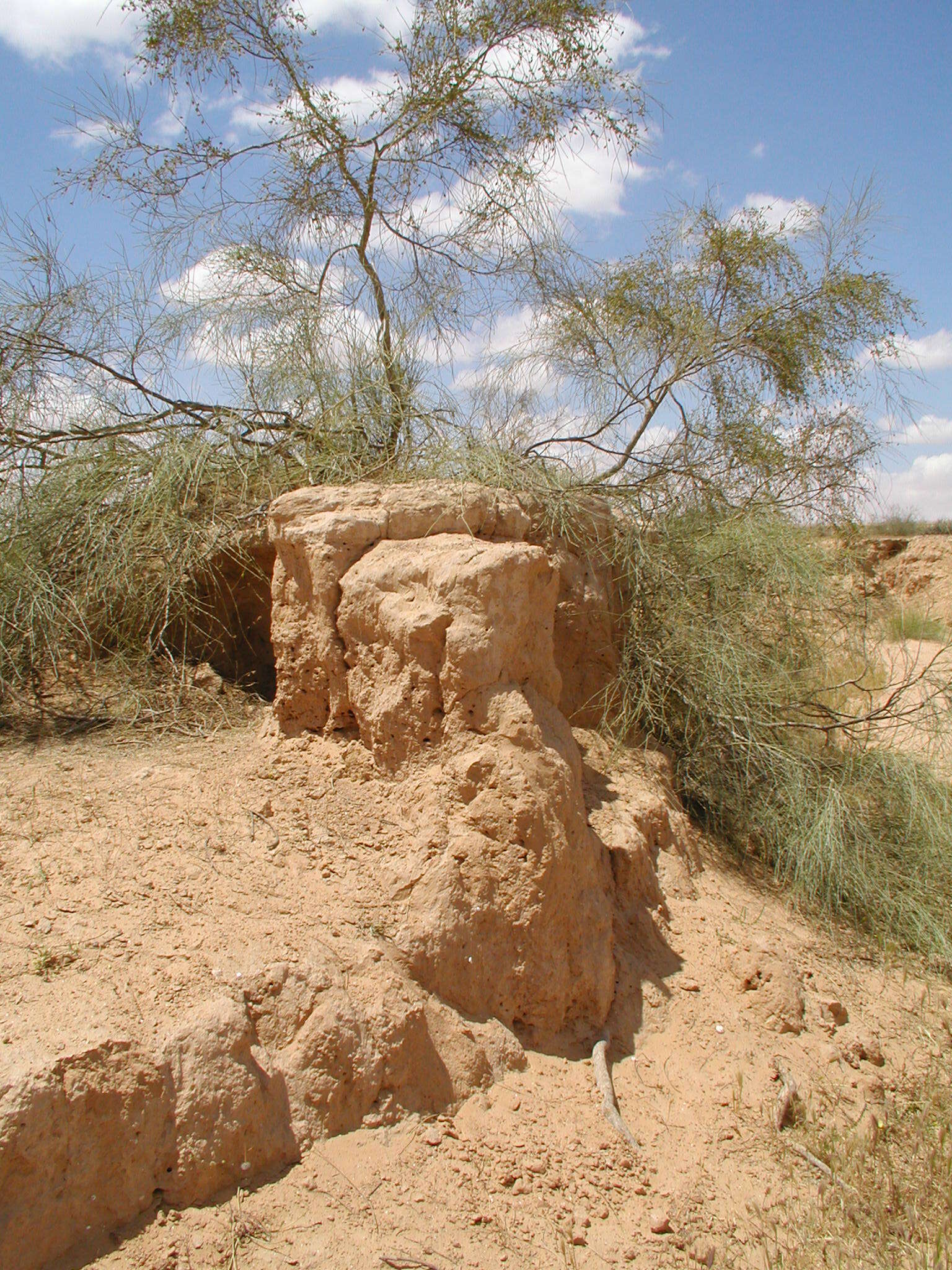 Image of Athel tamarisk