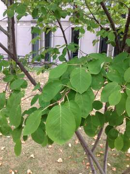 Image of Allegheny Serviceberry