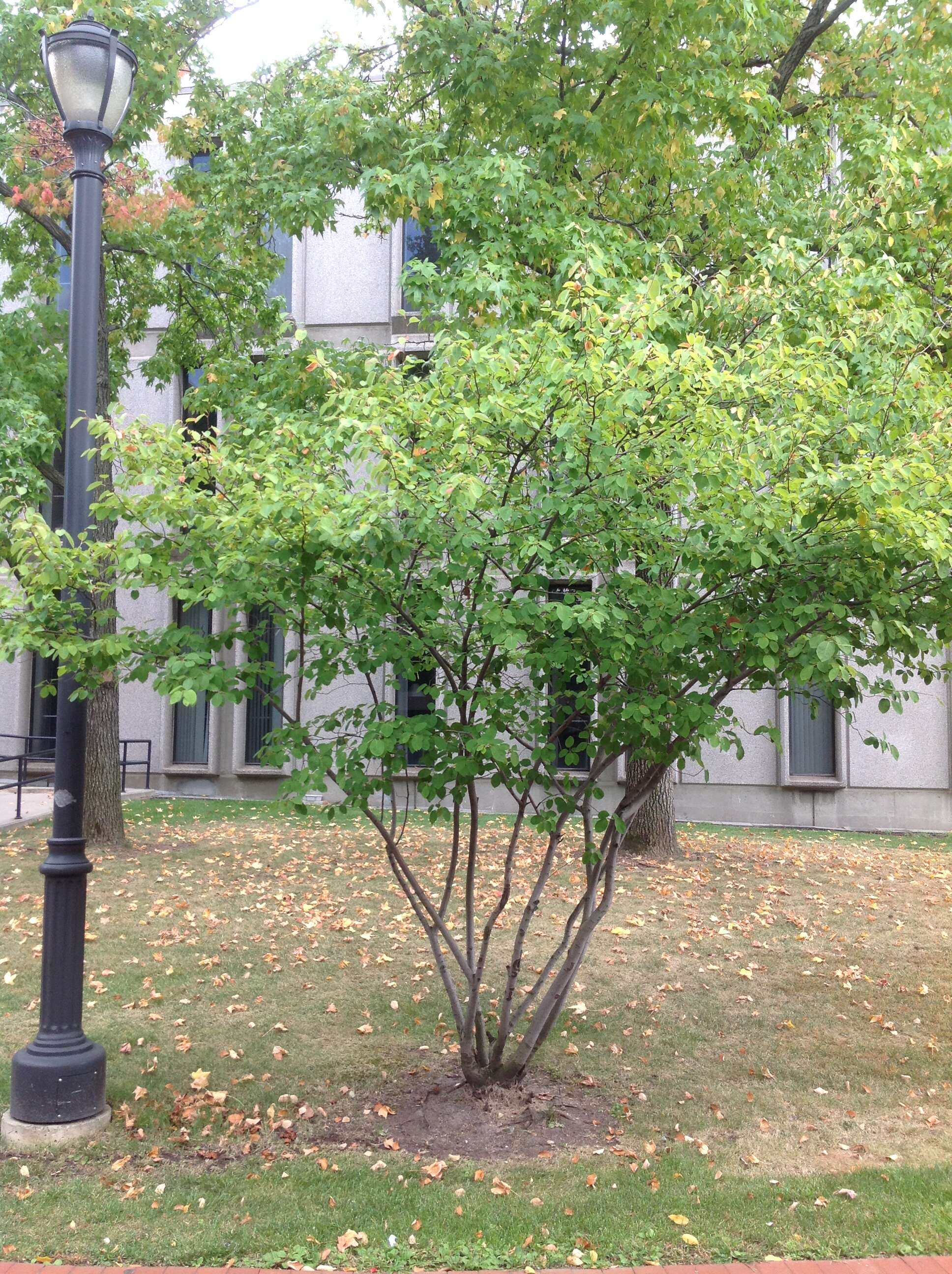 Image of Allegheny Serviceberry