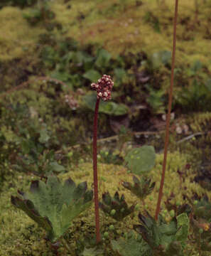 Sivun Micranthes nelsoniana var. cascadensis (Calder & Savile) Gornall & H. Ohba kuva