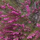 Image of Boronia heterophylla F. Müll.