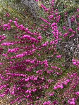 Image of Kalgan Boronia