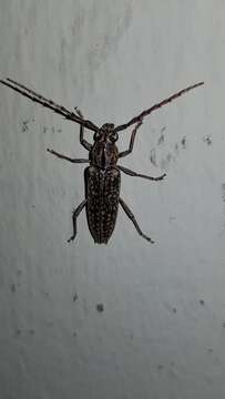 Image of Elaphidion conspersum Newman 1841