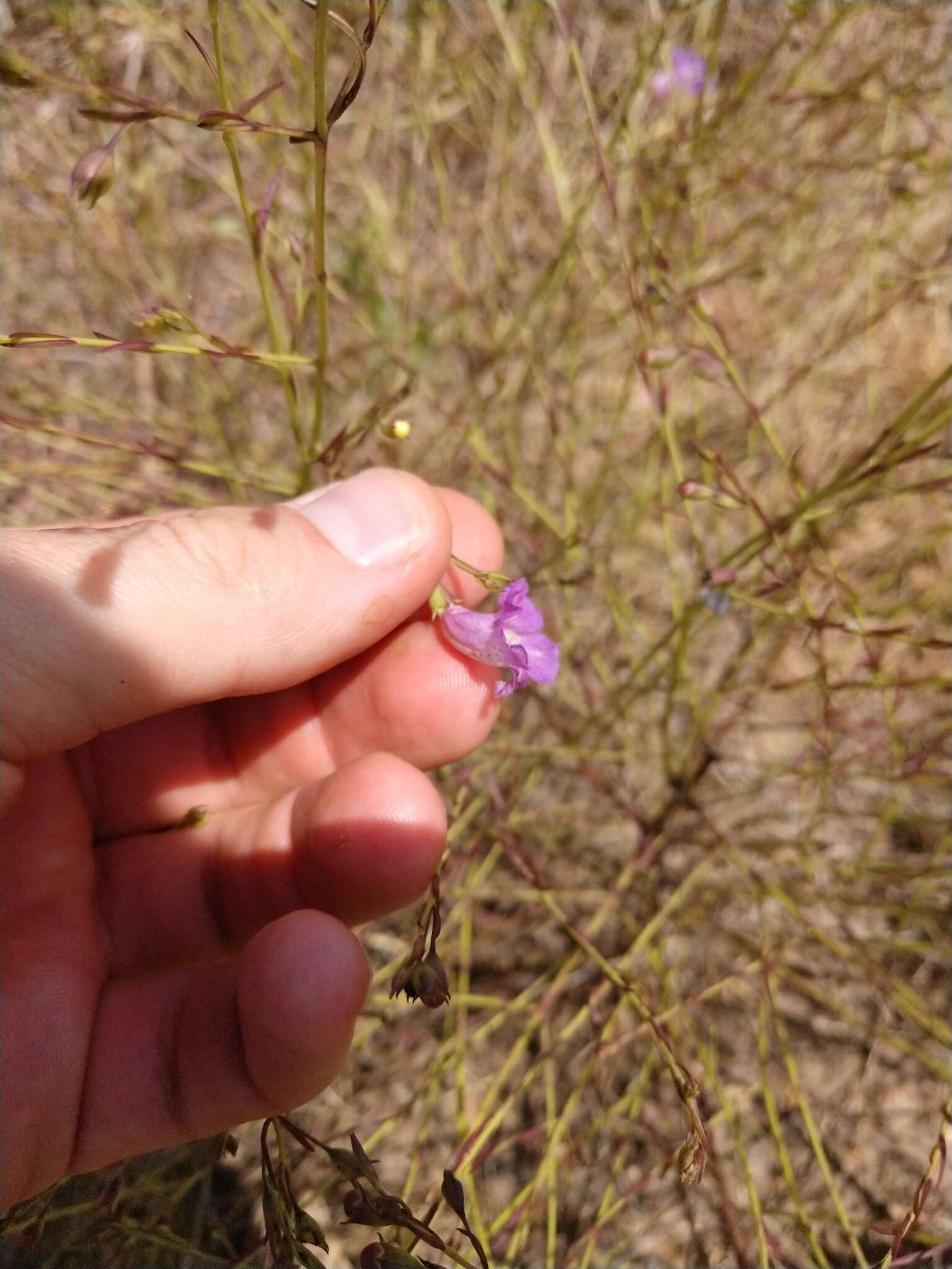 Image of stiffleaf false foxglove