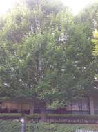 Image of American hornbeam