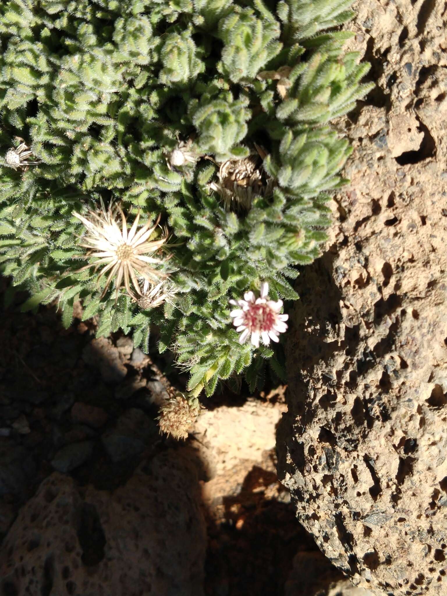 Imagem de Tetramolopium humile subsp. haleakalae T. K. Lowrey