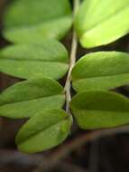 Image of Stylisma rotundifolia (S. Wats.) House