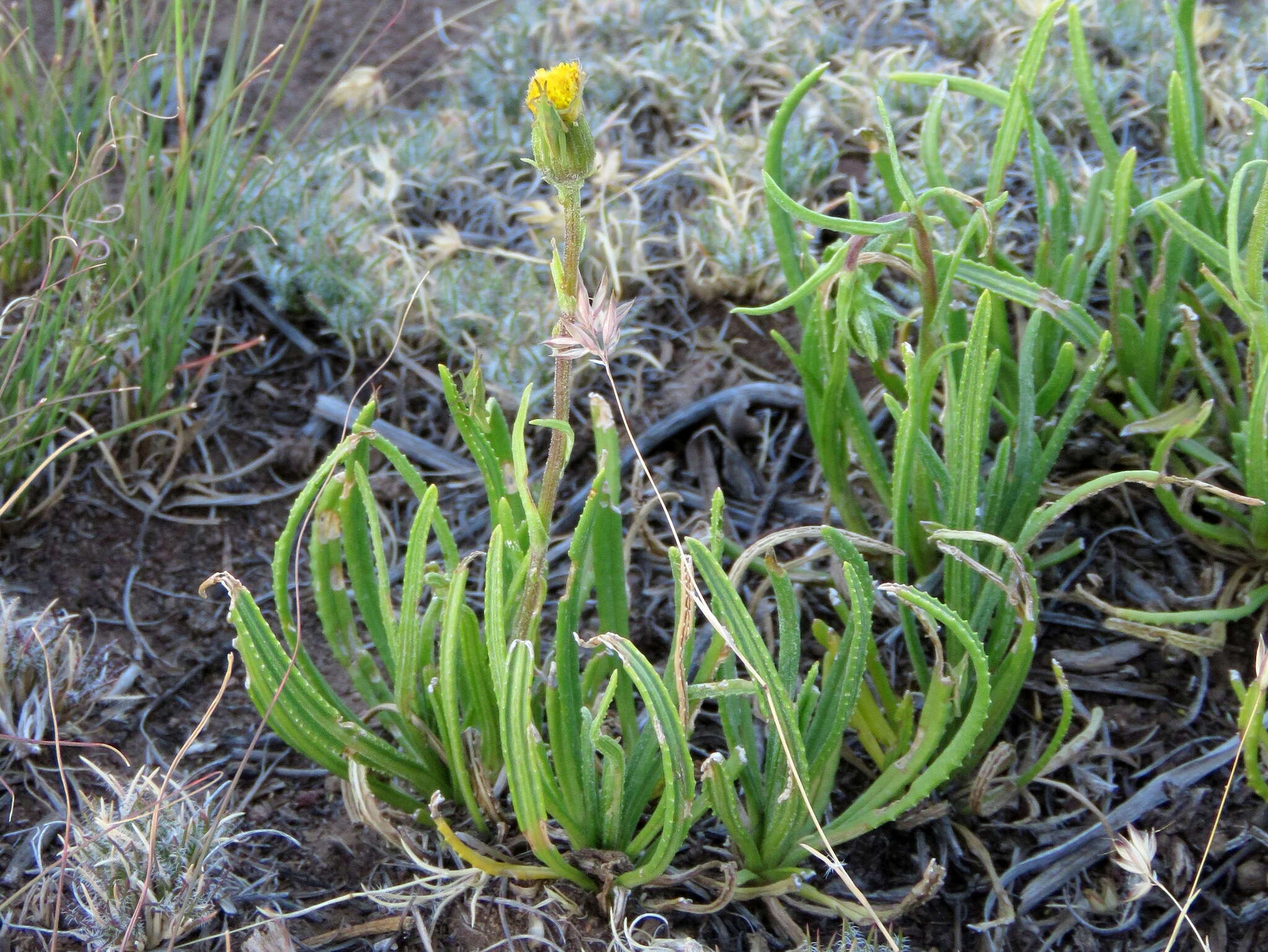 Plancia ëd Senecio asperulus DC.