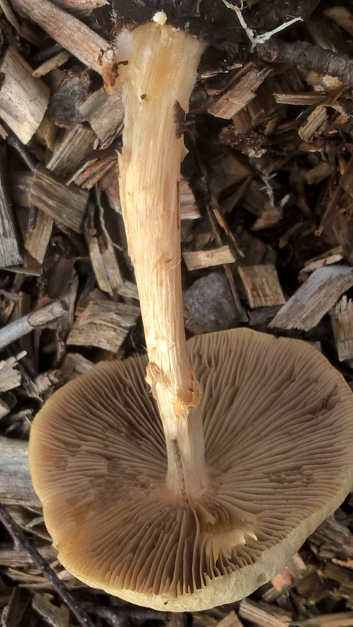 Image de Agrocybe rivulosa Nauta 2003