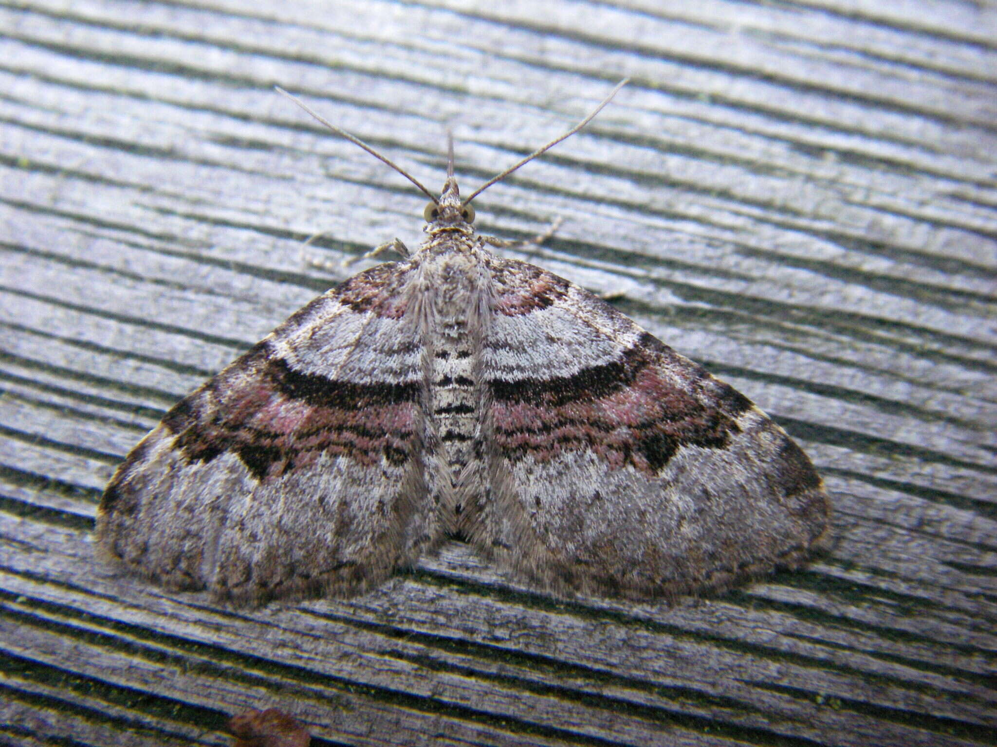 Image of flame carpet