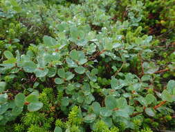 Image of Vaccinium uliginosum var. japonicum T. Yamazaki