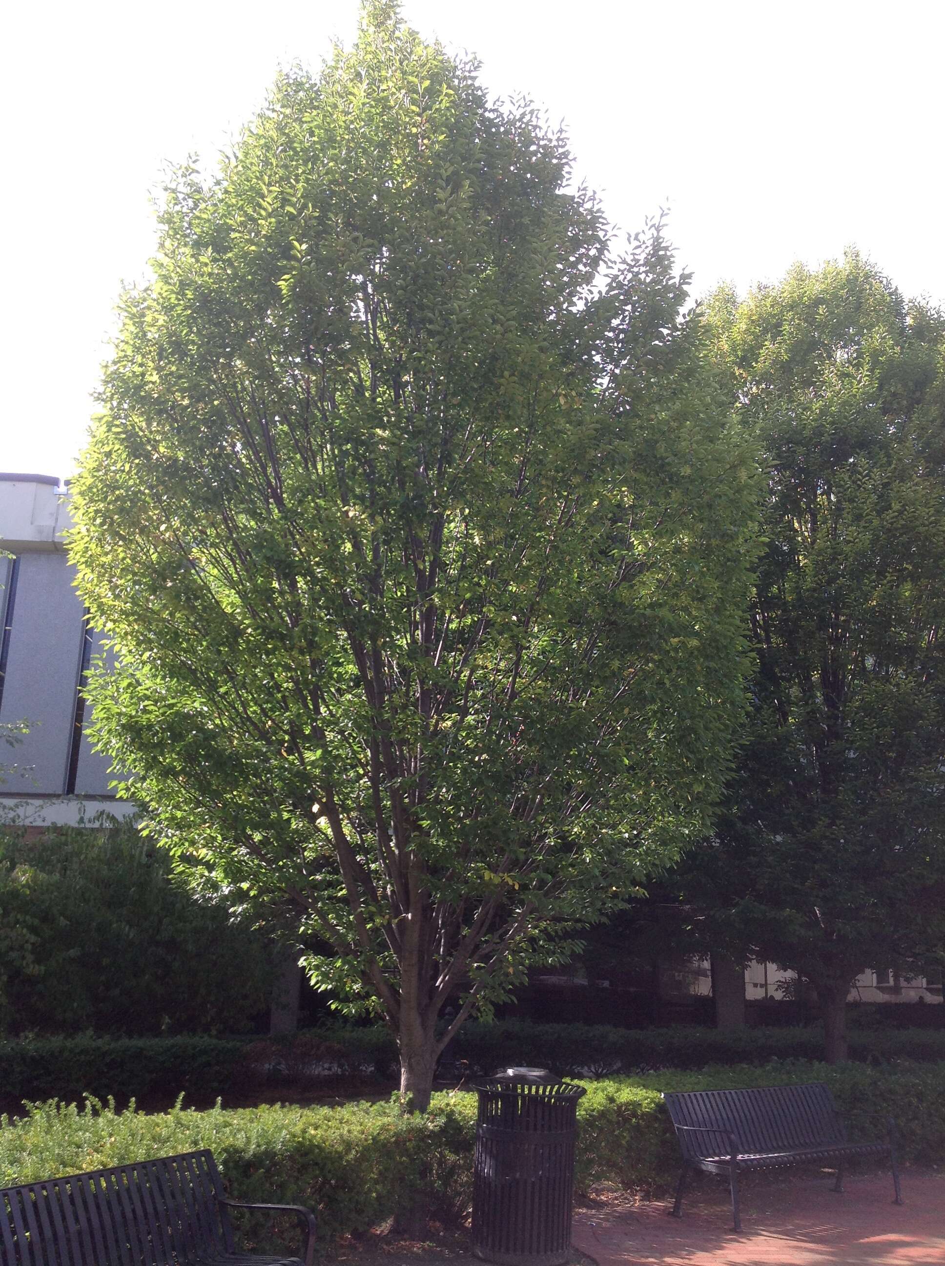 Image of American hornbeam