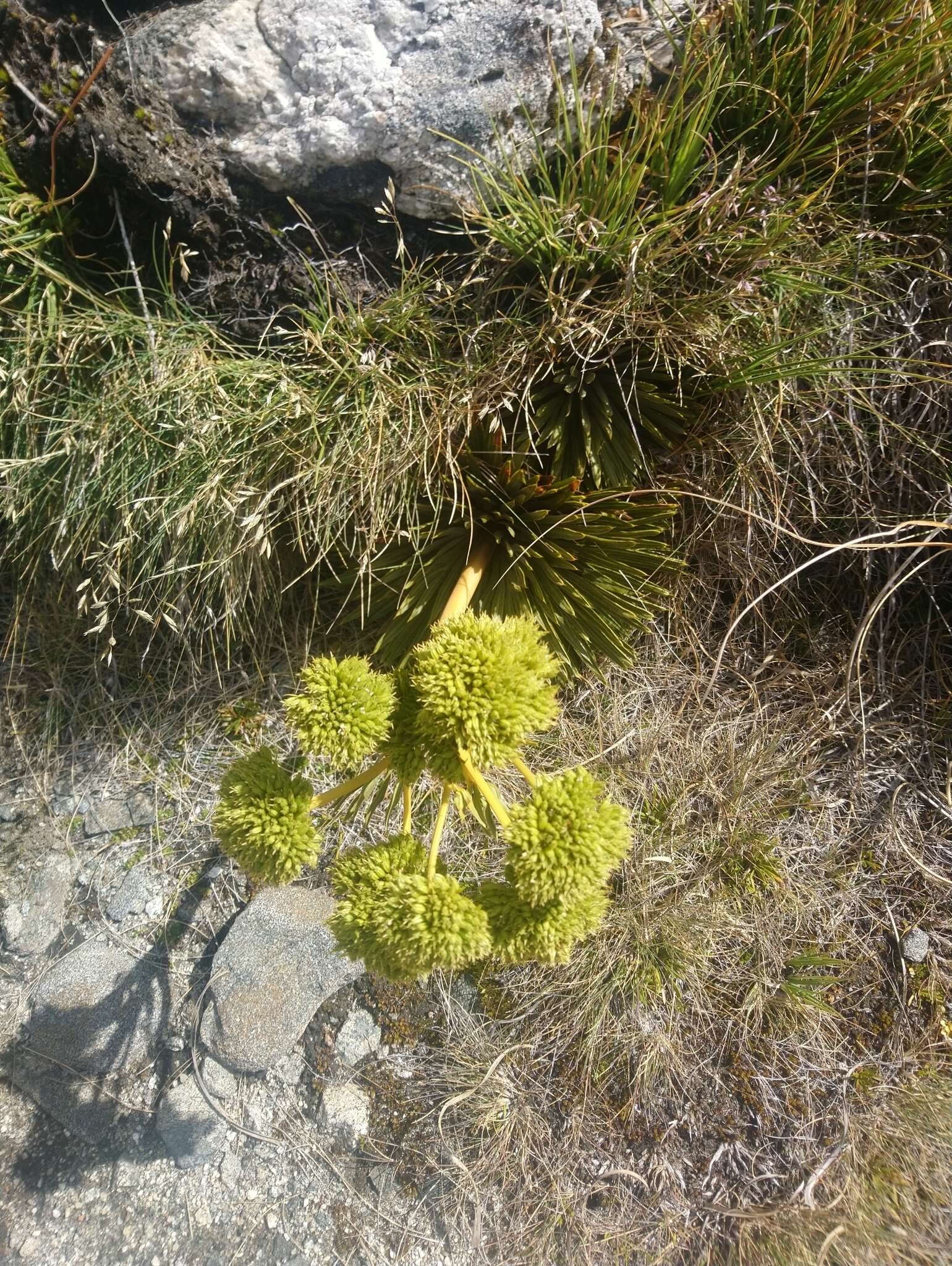 Image of Aciphylla congesta Cheeseman