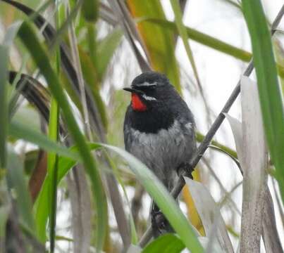 Image of Chinese Rubythroat