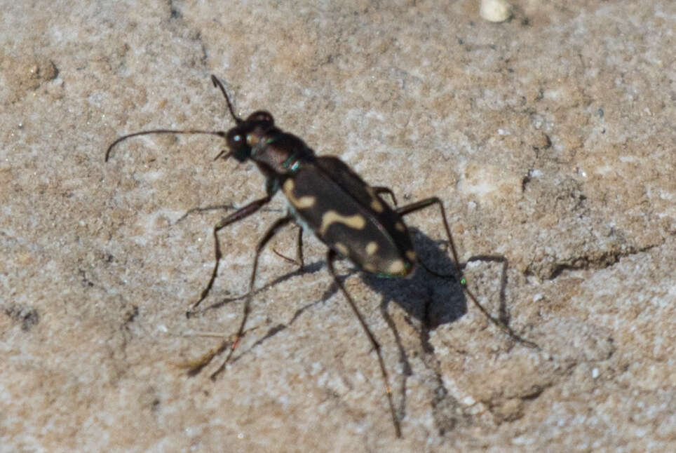 Image of <i>Cicindela <i>haemorrhagica</i></i> haemorrhagica