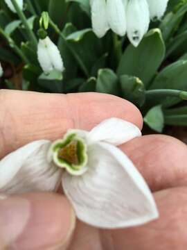 Image of giant snowdrop