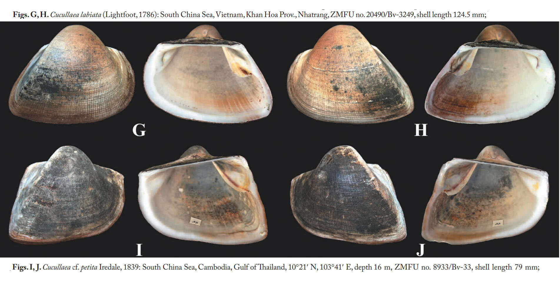 Image of Cucullaeidae Stewart 1930