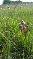 Plancia ëd Bromus porteri (Coult.) Nash