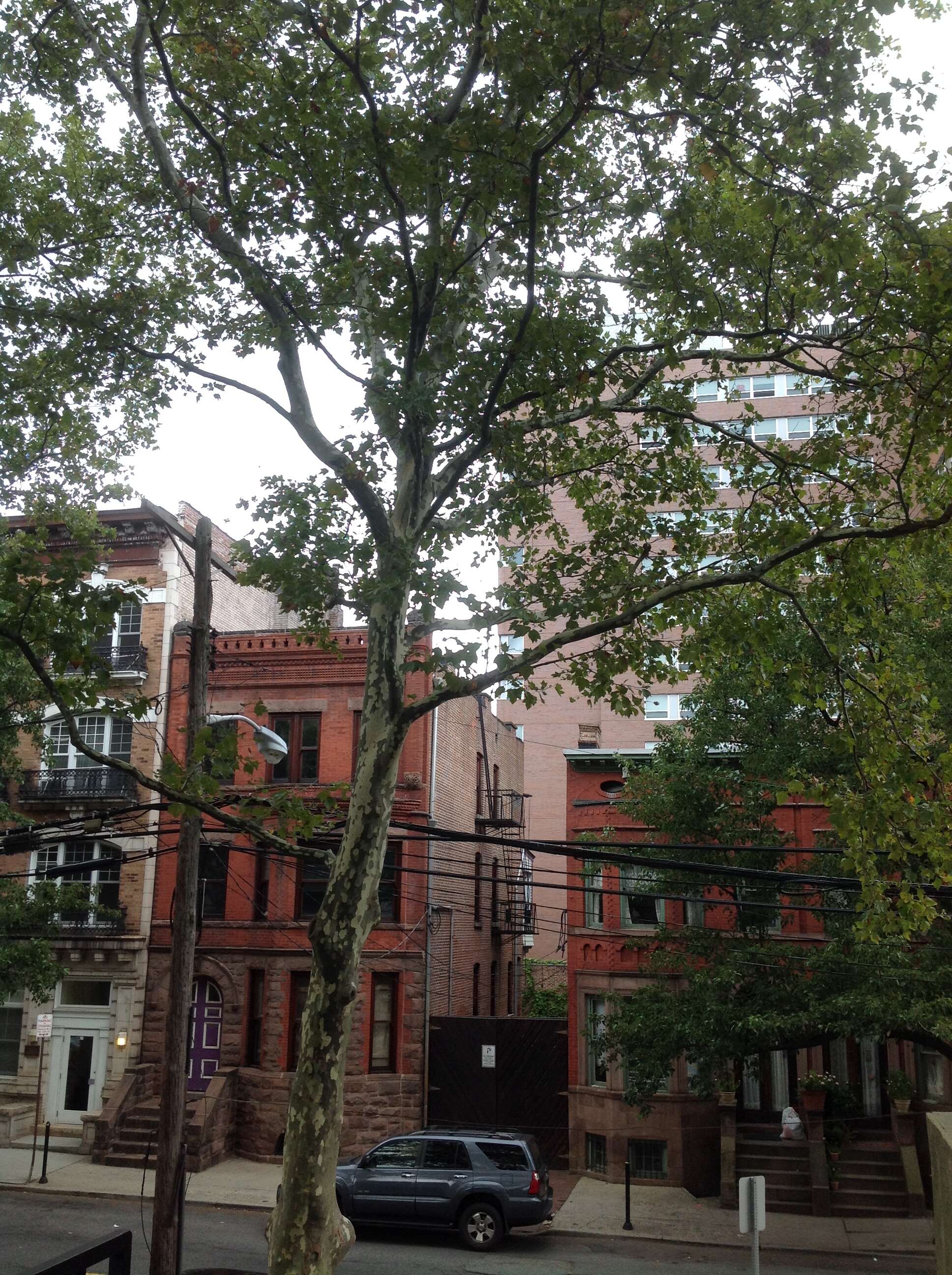 Image of American sycamore