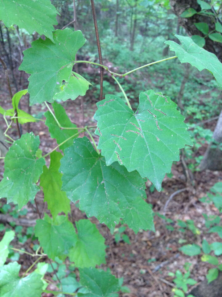 Image of muscadine